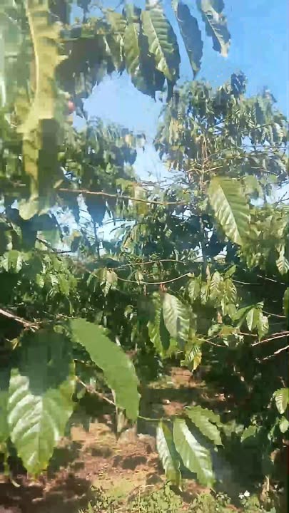 Đất nền 56000m² tại Thôn 12, Lộc Ngãi, Bảo Lâm - Giá chỉ 2.5 tỷ!