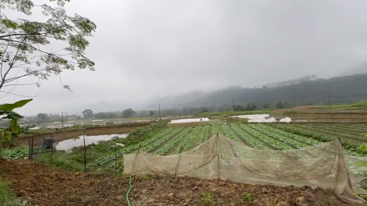 Đất nghỉ dưỡng Mỹ Lung Yên Lập 1.200m² giá 600 triệu - View cánh đồng tuyệt đẹp!