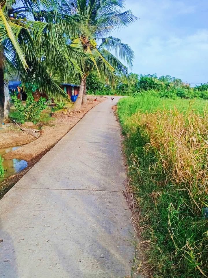 Đất ruộng mặt tiền kênh ấp Nam Chánh, Trần Đề 8500m² giá 935 triệu - Cơ hội đầu tư hấp dẫn!