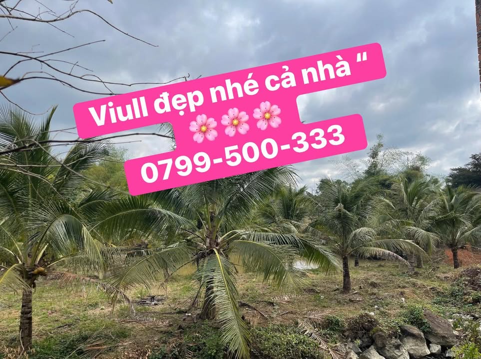 Đất nông nghiệp Cư Jút 1800m² giá 2 tỷ - Đầu tư sinh lời nhanh!