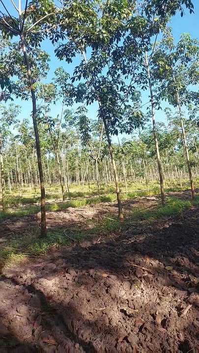 Đất farm 3ha tại ấp 6, xã Suối Ngô, Tây Ninh - Giá chỉ 1.3 tỷ, đầu tư sinh lời!