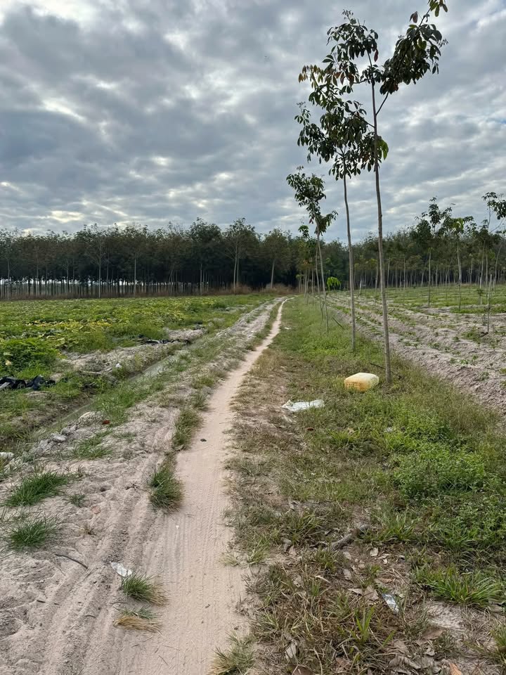 Đất trống Thạnh Tây, Tân Biên 20.000m² giá 1.8 tỷ - Đầu tư sinh lời!