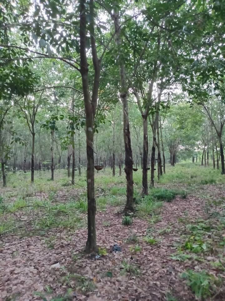 Đất rẫy cao su xã Thạnh Bình, Tân Biên 14.000m² giá 1.1 tỷ - Cơ hội đầu tư hấp dẫn!