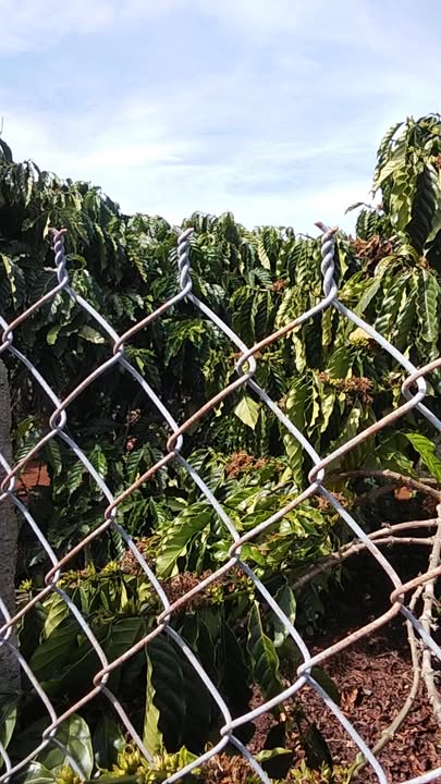 Đất nền Phúc Thọ - 12,000m² giá 744 triệu - Mặt tiền đường đẹp, đầu tư sinh lời!