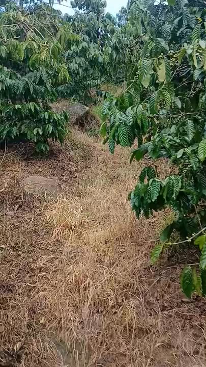 Đất Farm Lâm Hà 9.798m² giá 979.8 triệu - Sổ đỏ chính chủ!