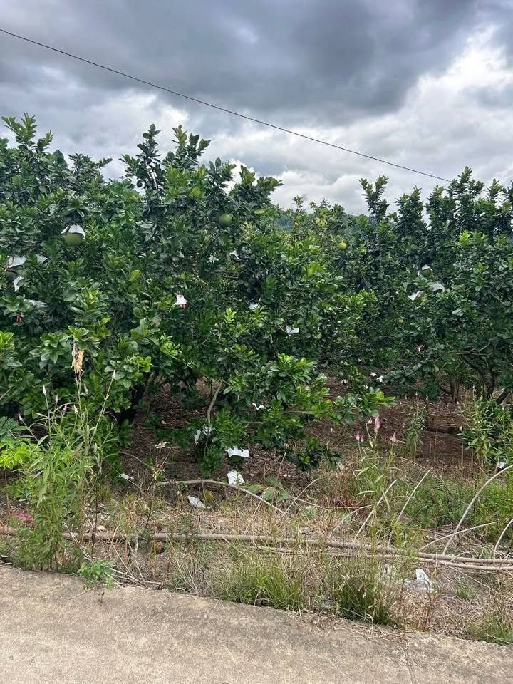 Đất Tà Lài, Tân Phú 18000m² giá 2.2 tỷ - Đầu tư sinh lời ngay!