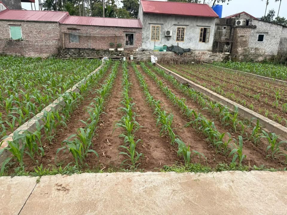 Đất nền xã Thụy Lôi, Tiên Lữ, 113m² - Giá chỉ vài trăm triệu - Cơ hội đầu tư hấp dẫn!