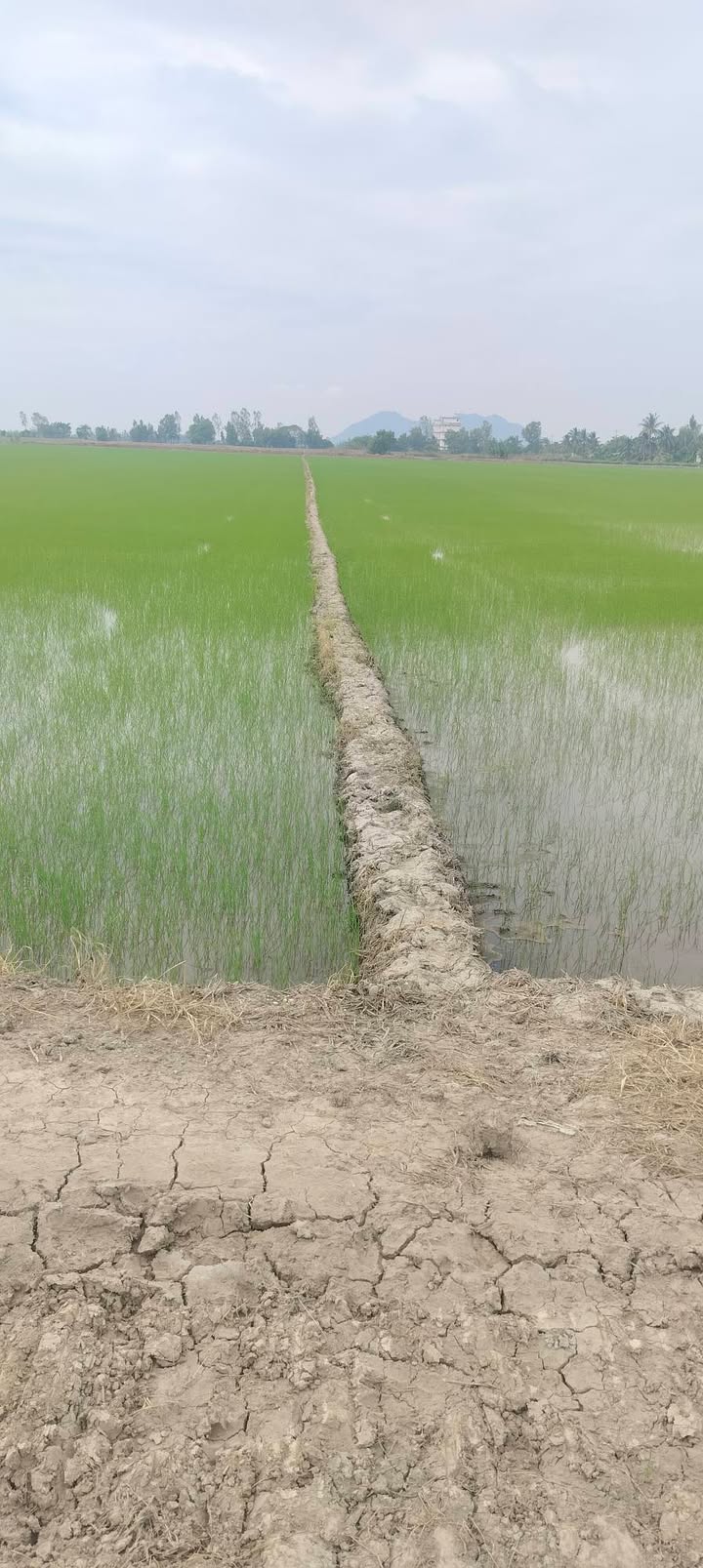 Đất nông nghiệp Thoại Sơn 40 công giá 6 tỷ - Cơ hội đầu tư hấp dẫn!