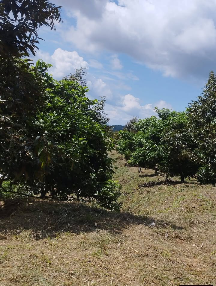 Farm Đạ Rsal Đam Rông 18000m² giá 1.9 tỷ - Đầu tư sinh lời ngay!