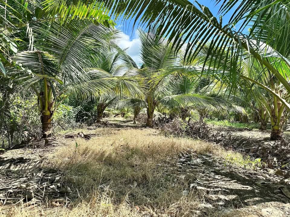 Farm 7 Công Vườn Dừa Malaysia Tân Phước Hưng 70.000m² giá 2.2 tỷ - Đầu tư sinh lời ngay!
