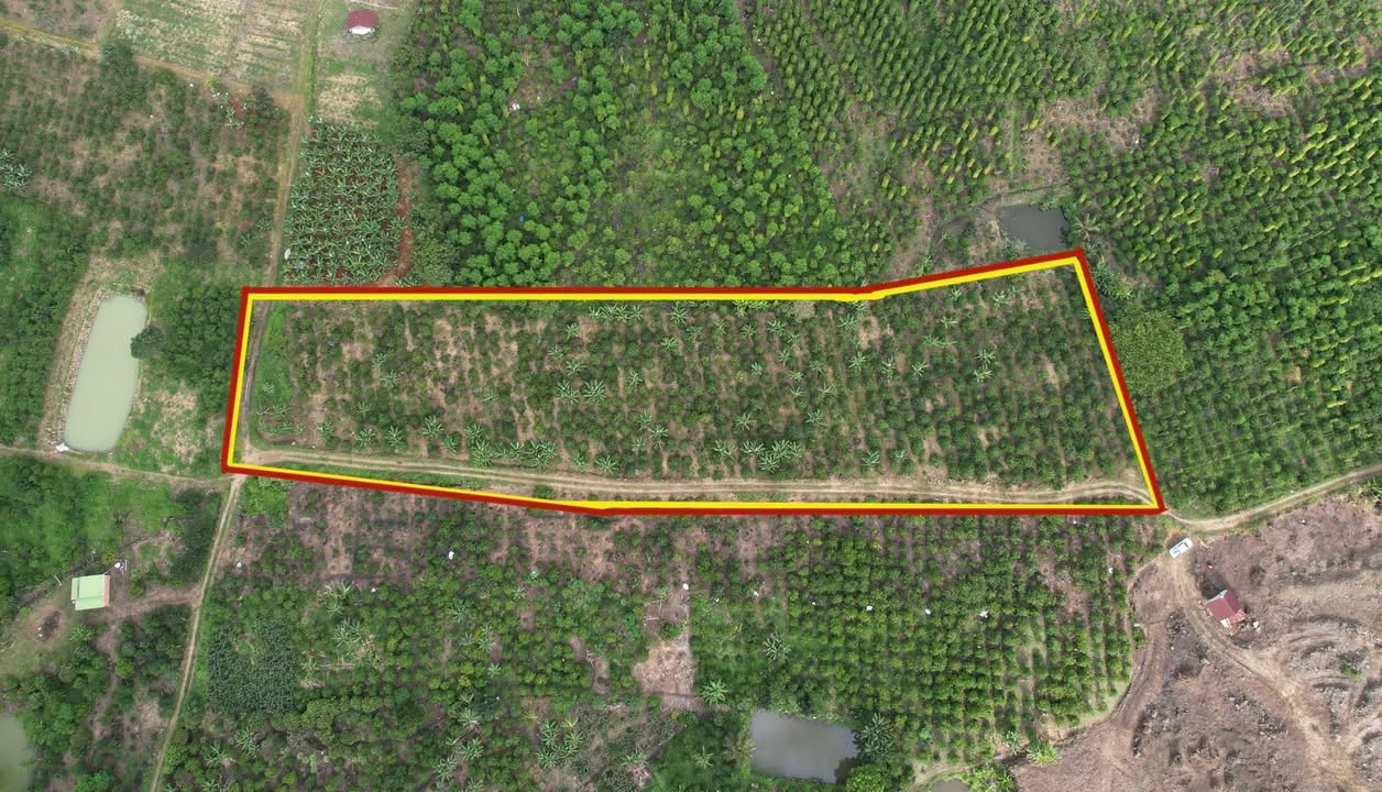 Đất Tân Châu Di Linh 7966m² giá 8.05 tỷ - Mặt tiền đường rộng, điện 3 pha!