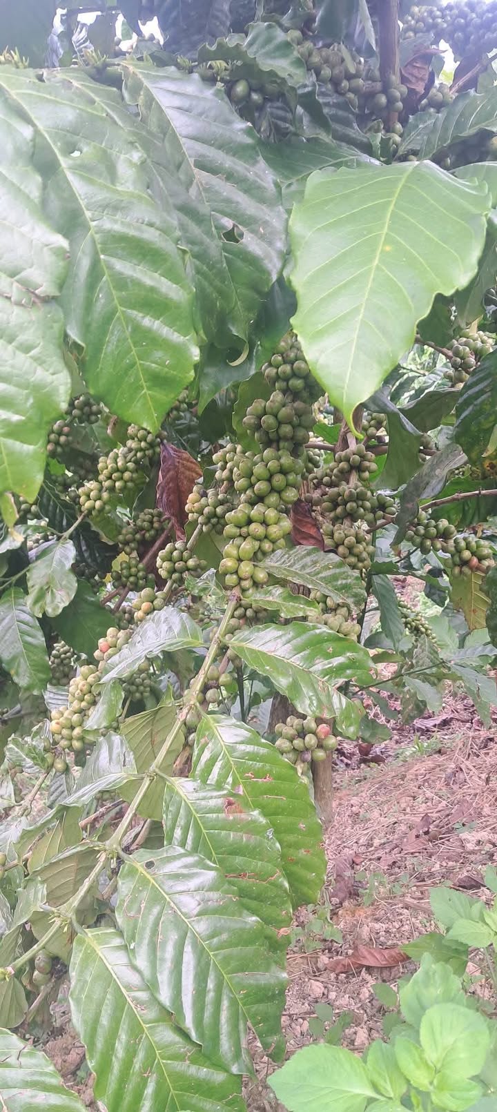 Đất Phú Sơn Lâm Hà 12500m² giá 16.25 tỷ - Sổ đỏ chính chủ, đầu tư sinh lời!