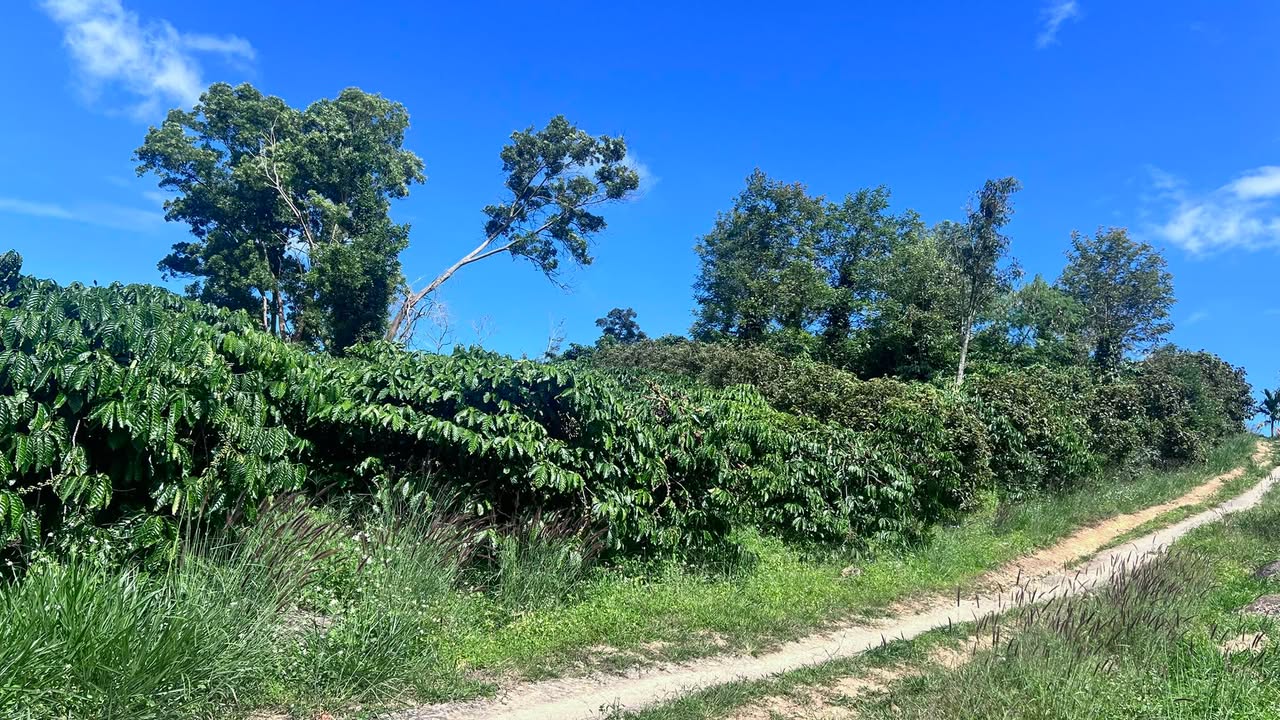 Đất nền Lâm Hà 1800m² giá 1.15 tỷ - Đường nhựa chỉ 200m!