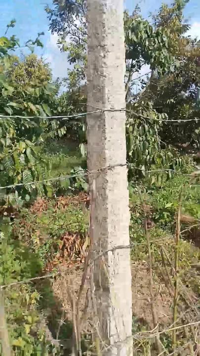 Đất trống 8000m² xã Dun, Chư Sê - Giá 230 triệu, gần đường nhựa!