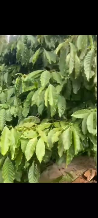 Đất rẫy Hòa Thắng, Buôn Ma Thuột 8000m² giá 4.4 tỷ - Nhà và cà phê thu nhập ổn định!