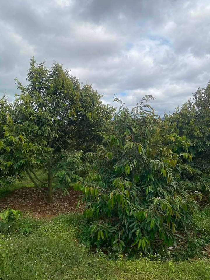 Đất nông nghiệp 3 sào tại xã Ea Răl, Ea H'leo, Đắk Lắk giá 850 triệu - Đầu tư sinh lời ngay!