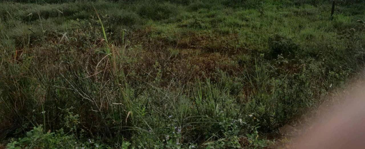 Đất thổ cư 230m² tại thôn 3 Bukso, Tuy Đức - Giá chỉ 450 triệu!