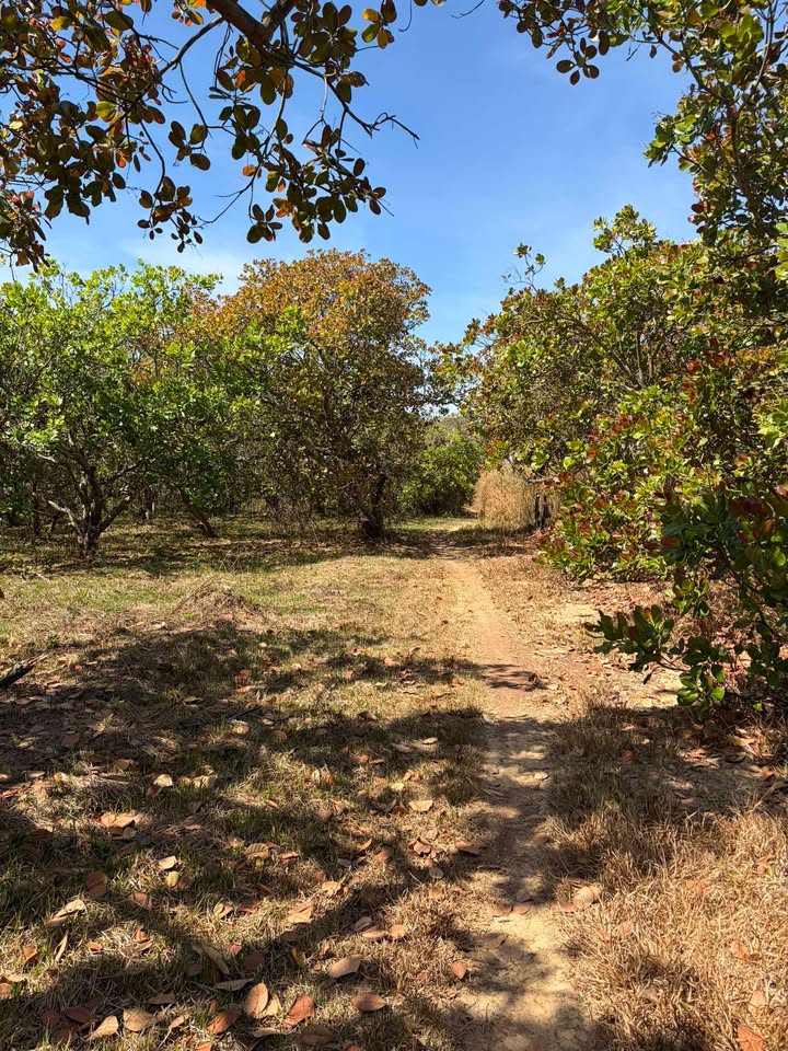 Đất nền Phước Thiện Bù Đốp 7194m² giá 800 triệu - Cơ hội đầu tư lý tưởng!