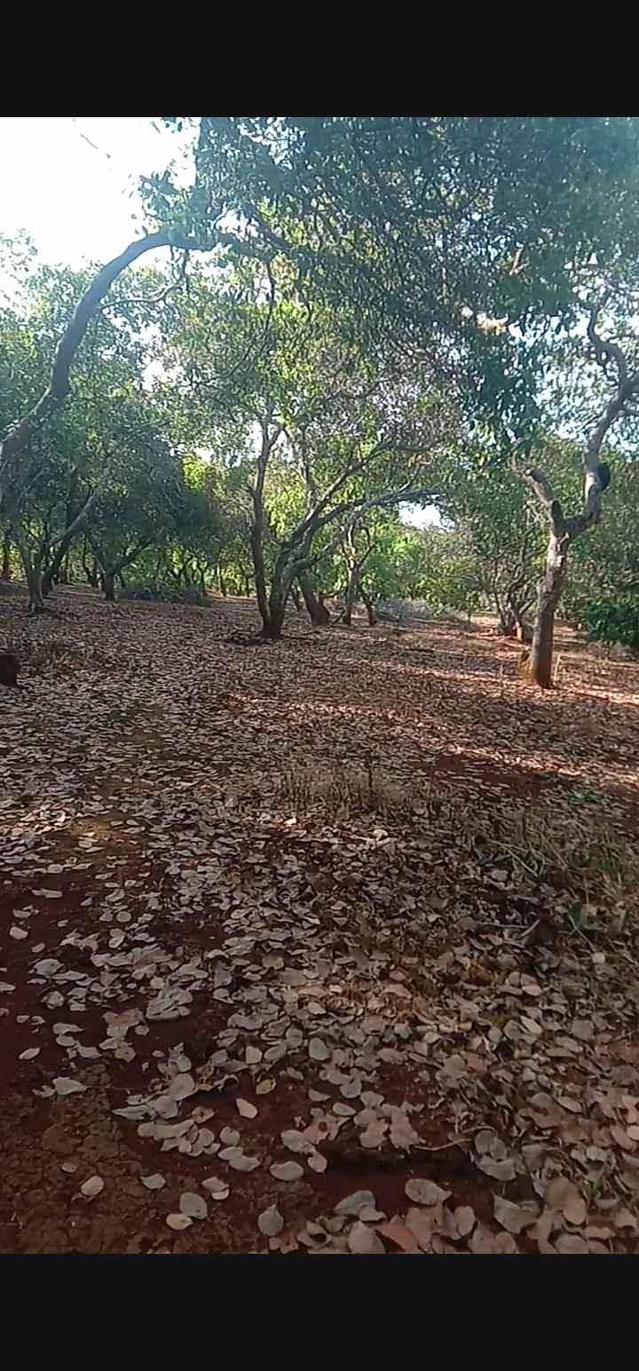 Đất nền Tân Hưng, Đồng Phú 13,000m² giá 2 tỷ - Ô tô vào tận nơi!