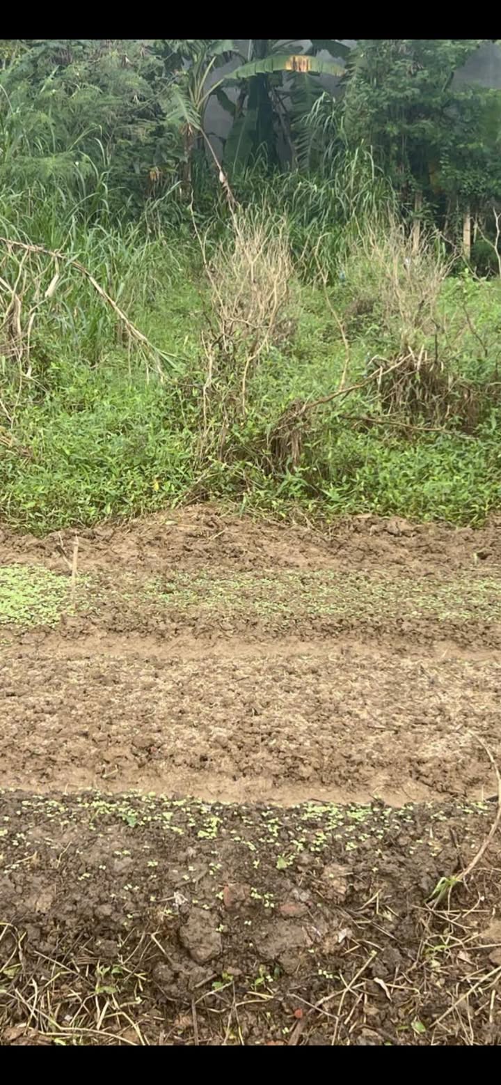 Đất nền mặt tiền đường Nguyễn Du, quận Hải Châu, 162m² giá 1 tỷ - Cơ hội đầu tư tuyệt vời!