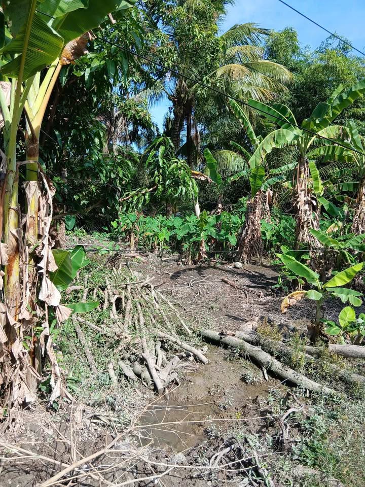 Đất nền Tân Hưng, Trường Lạc, Ô Môn 304m² giá 1.5 tỷ - Đầu tư sinh lời hấp dẫn!