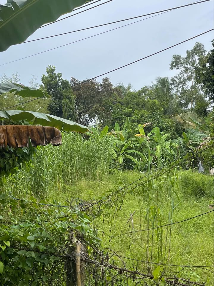 Đất CLN 1000m² phường Long Tuyền giá 3 tỷ - Cơ hội đầu tư hấp dẫn!