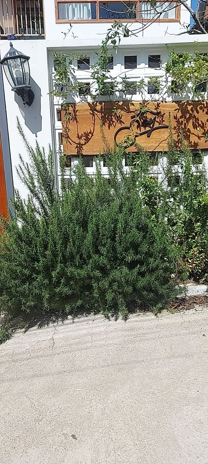 Đất nền tại phường Langbiang Đà Lạt 70m² giá 360 triệu - Đầu tư sinh lời ngay!