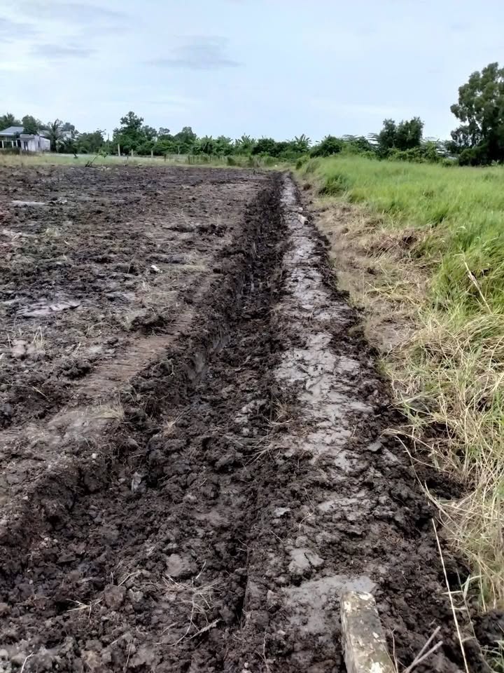 Đất lúa Bình Tâm, Tân An 1540m² chỉ 800 triệu - Cơ hội đầu tư hấp dẫn!