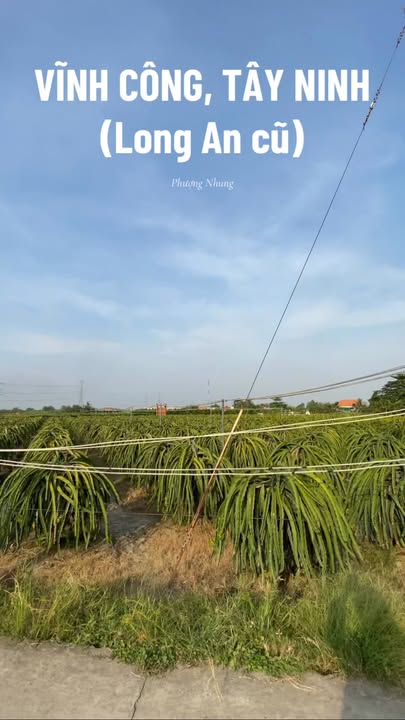 Đất thổ cư Vĩnh Công, Châu Thành 993m² giá 1.25 tỷ - Sổ đỏ chính chủ, công chứng ngay!