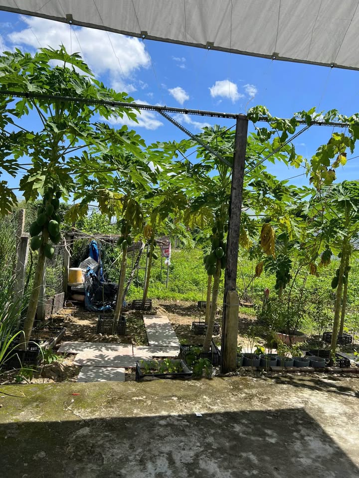 Đất thổ cư Diên Toàn - Diên Khánh 80m² giá 1.44 tỷ - Vị trí đắc địa gần đường lớn!