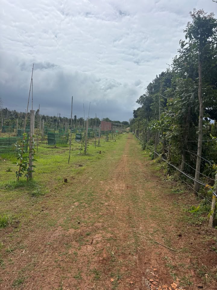 Đất nền Ea Pôk Cư M'gar 6000m² giá 350 triệu - Pháp lý rõ ràng, sổ hồng từng bìa