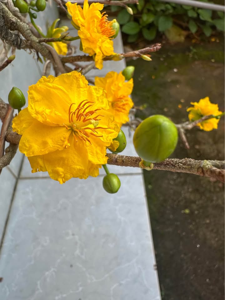 Đất trồng cây 1400m² tại Bình Tân, Tây Sơn - Giá thỏa thuận hấp dẫn