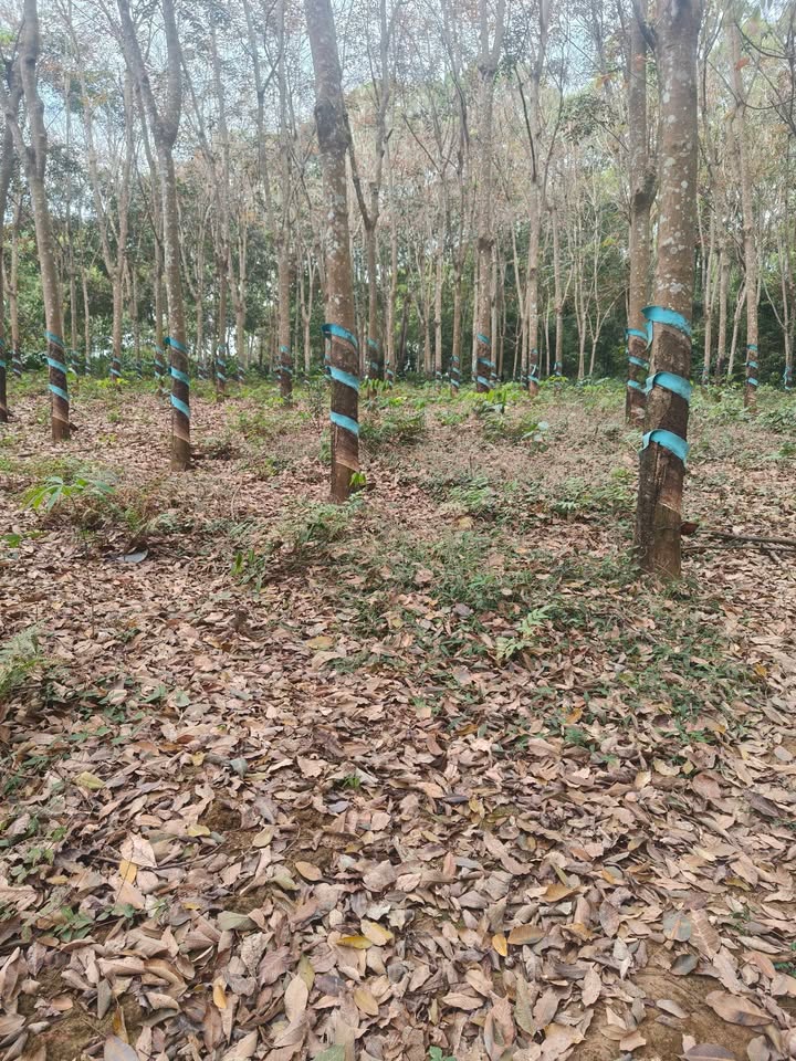 Đất cao su Thọ Sơn Bù Đăng 5500m² giá 650 triệu - Đầu tư sinh lời ngay!