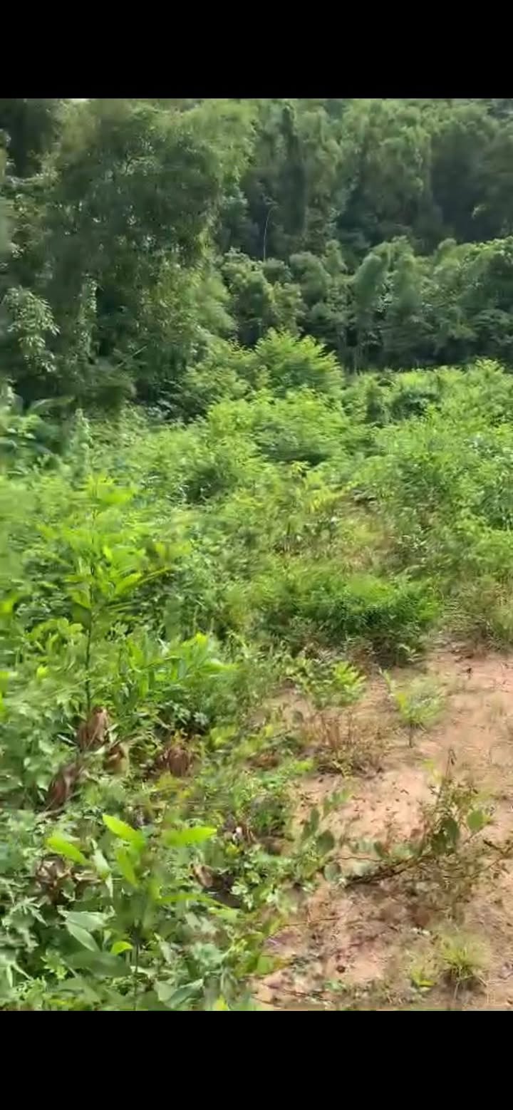 Đất nền ấp Tân Đông, xã Óc Eo, 1817m² giá chỉ 28 triệu - Cơ hội đầu tư tuyệt vời!