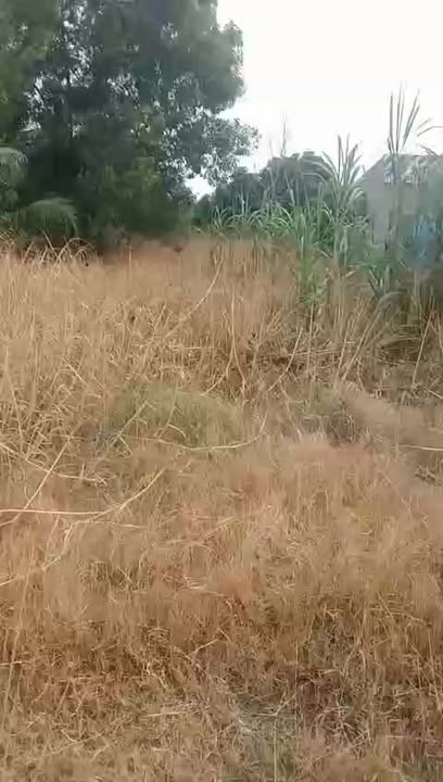 Đất thổ cư 528m² mặt tiền Quốc lộ 62 tại Kiến Bình, Long An - Giá chỉ 4.5 tỷ!