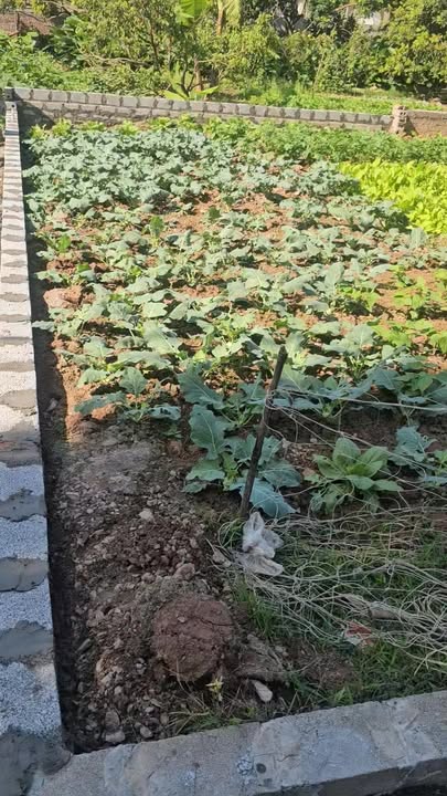 Đất nền Phố Hiến Hưng Yên 78m² giá 1.5 tỷ - Tiềm năng tăng giá cực lớn!