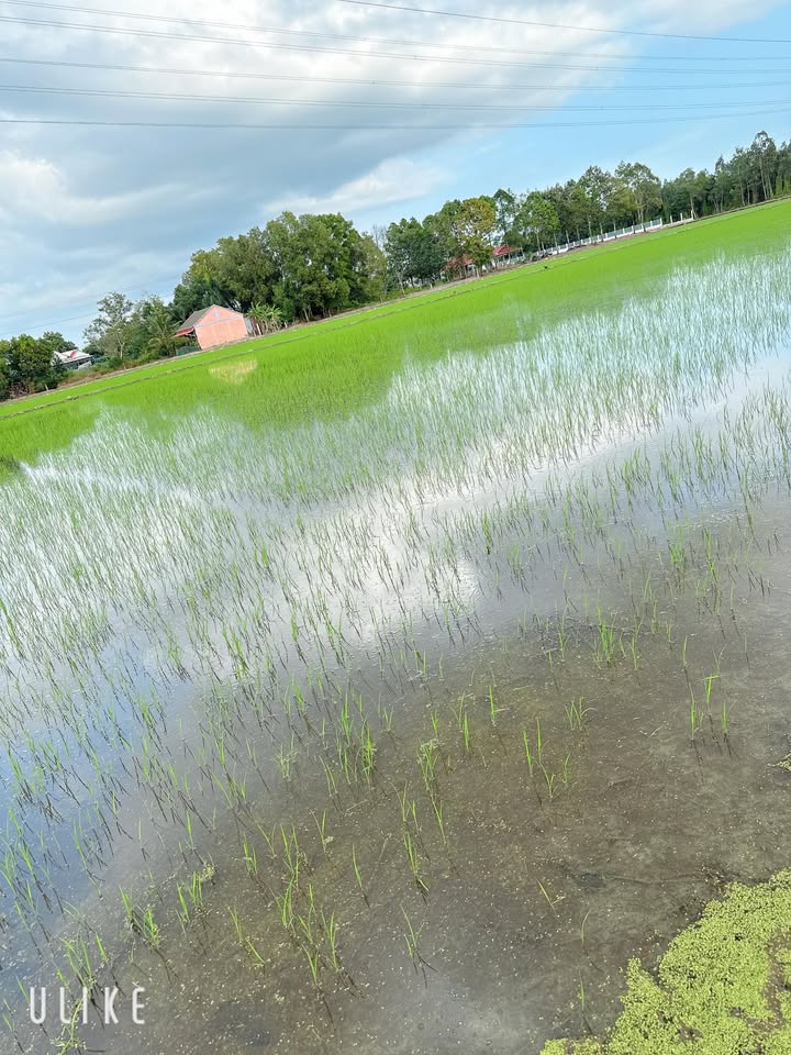 Đất nuôi trồng thủy sản 350.000m² tại Hòa Điền, Kiên Lương - Giá thỏa thuận hấp dẫn!