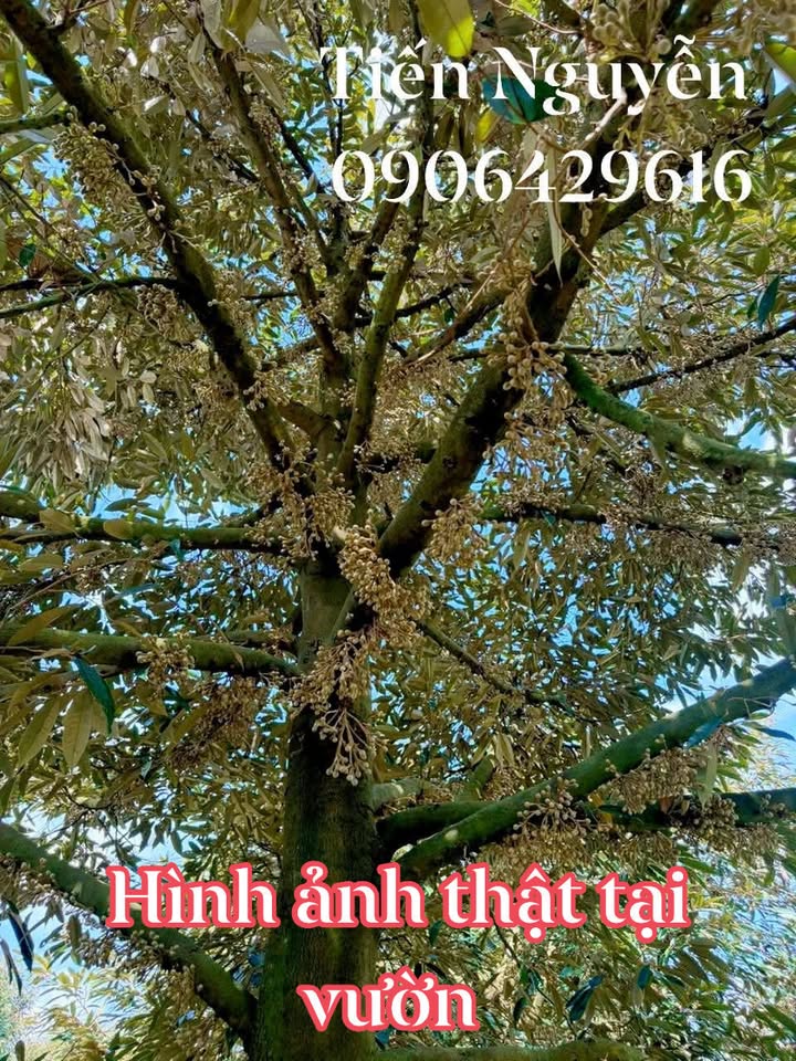 Vườn sầu riêng 7000m² tại Trường Thành, Cần Thơ giá 5 tỷ - Đầu tư sinh lời ngay!