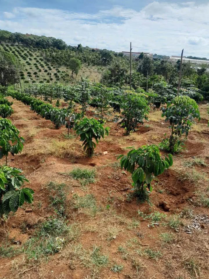 Đất nền Nghĩa Trung, Gia Nghĩa 2,5 sào giá 950 triệu - Đầu tư sinh lời ngay!