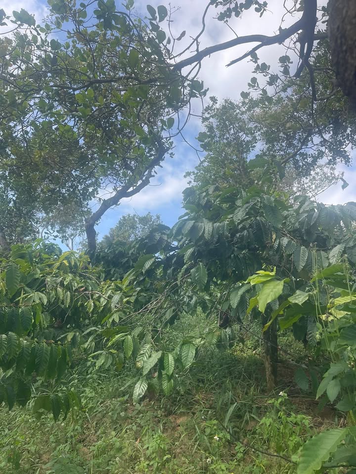 Đất nền Đăk Tích 900m² giá 220 triệu - Sổ đỏ chính chủ, đầu tư sinh lời