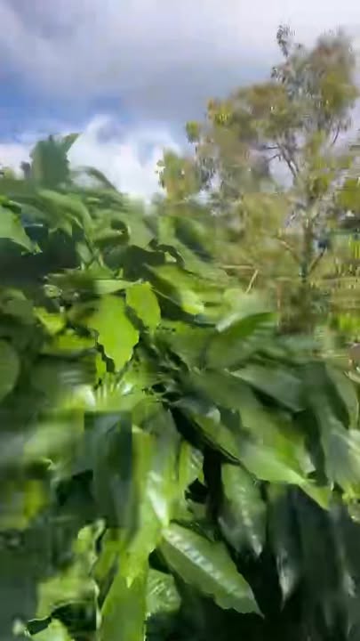 Farm 8000m² Cư Bao Đắk Lắk giá 1.092 tỷ - Đầu tư sinh lời với sầu riêng