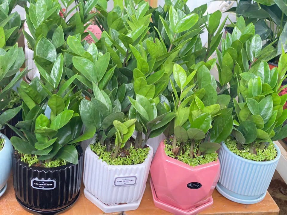 Nhà riêng Đường Hoàng Diệu, Đắk Đoa 304m² - Cơ hội vàng cho bạn!