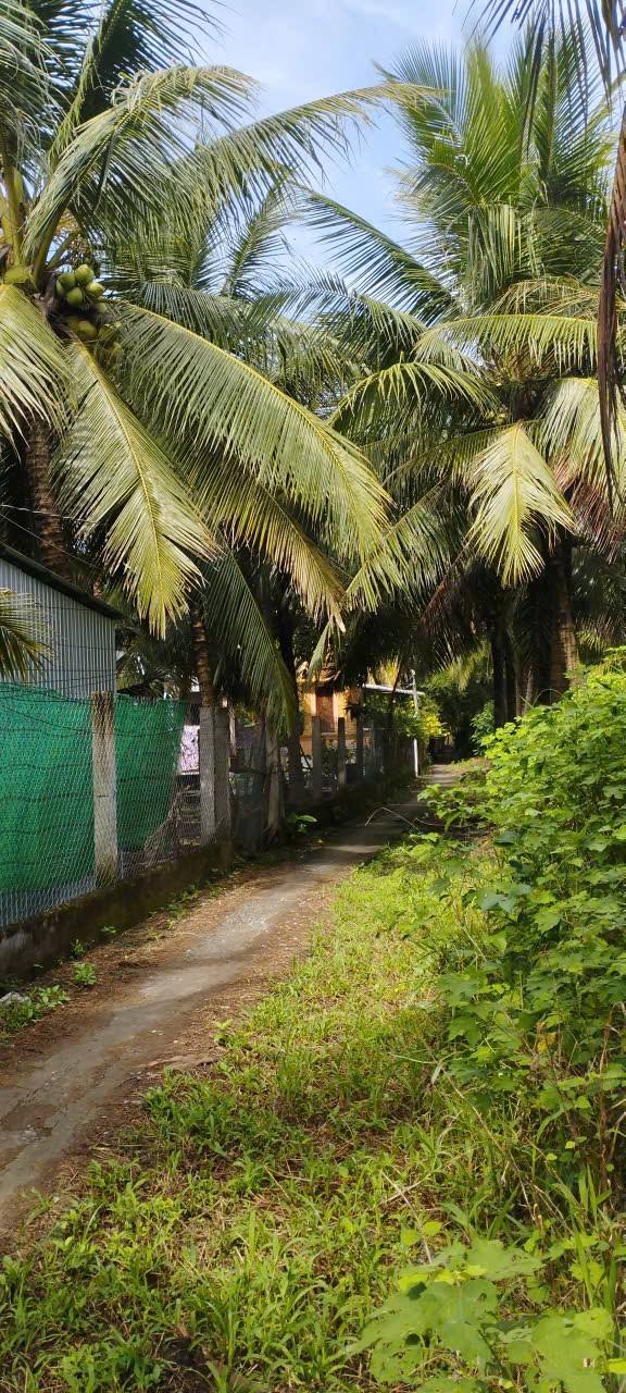 Đất nông nghiệp 560m² tại xã Long Đức, Trà Vinh - Cơ hội tuyệt vời cho nghỉ dưỡng!