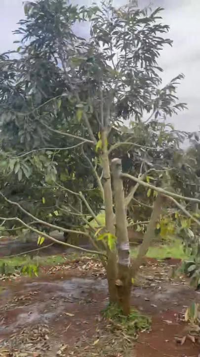 Đất Farm Ea Blang Buôn Hồ 6500m² giá 3.8 tỷ - Đầu tư sinh lời bền vững!