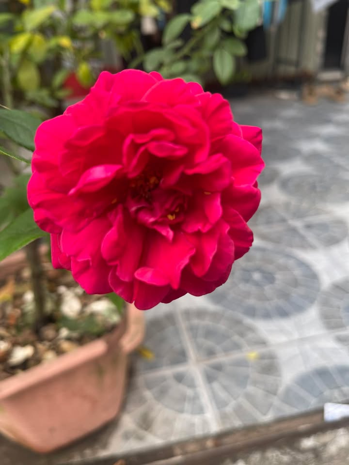 Đất mặt chợ Phù Khê, Từ Sơn 53m² giá chỉ 3.1 tỷ - Cơ hội đầu tư tuyệt vời!