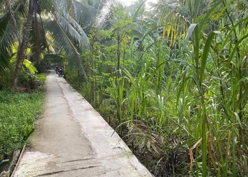 Đất nền Tân Bình Mỏ Cày Bắc 1000m² giá 800 triệu - Sổ hồng chính chủ!