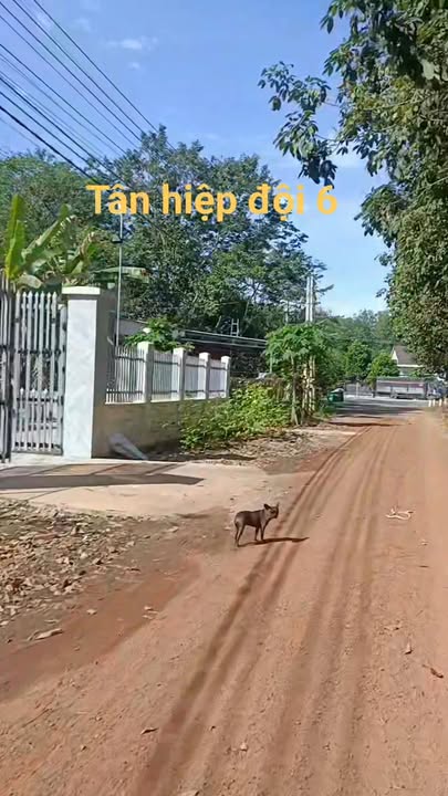 Đất nền Tân Hiệp, Phú Giáo 520m² giá 590 triệu - Cơ hội đầu tư tuyệt vời!