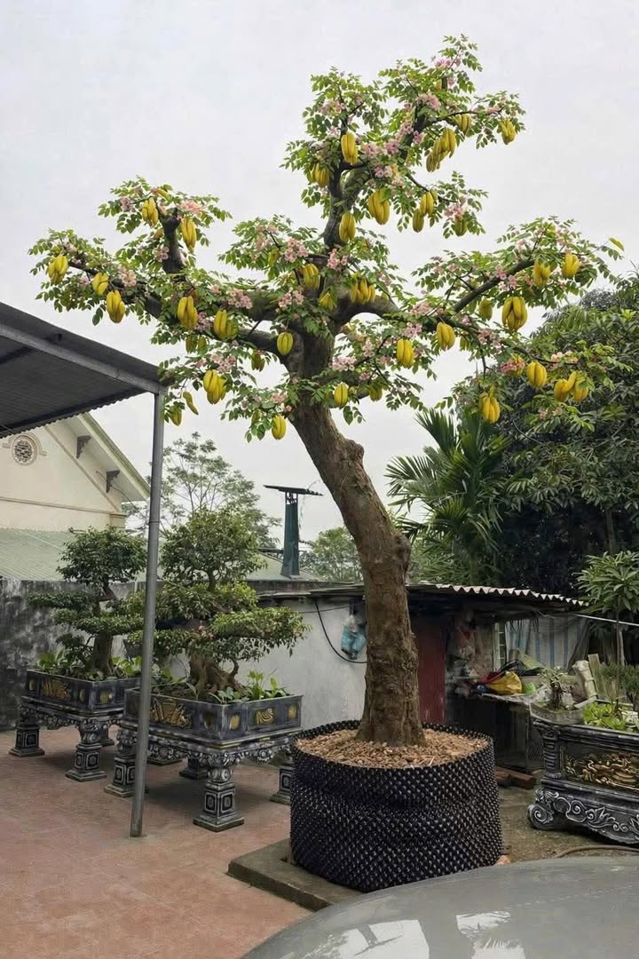 Đất ở KP 7, Phường Tam Quan, 115m² giá 2 tỷ - Cơ hội đầu tư tuyệt vời!