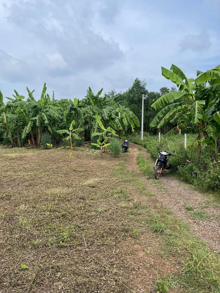 Đất nền 1 sào Tây Kim, Gia Kiệm 3600m² giá 650 triệu - Cơ hội đầu tư không thể bỏ qua!