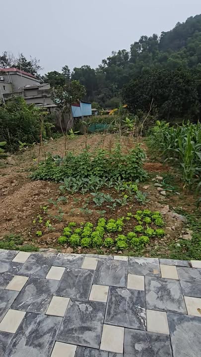 Đất phân lô Tân Thanh 180m² giá chỉ 19 triệu/m² - Đầu tư sinh lời cao!